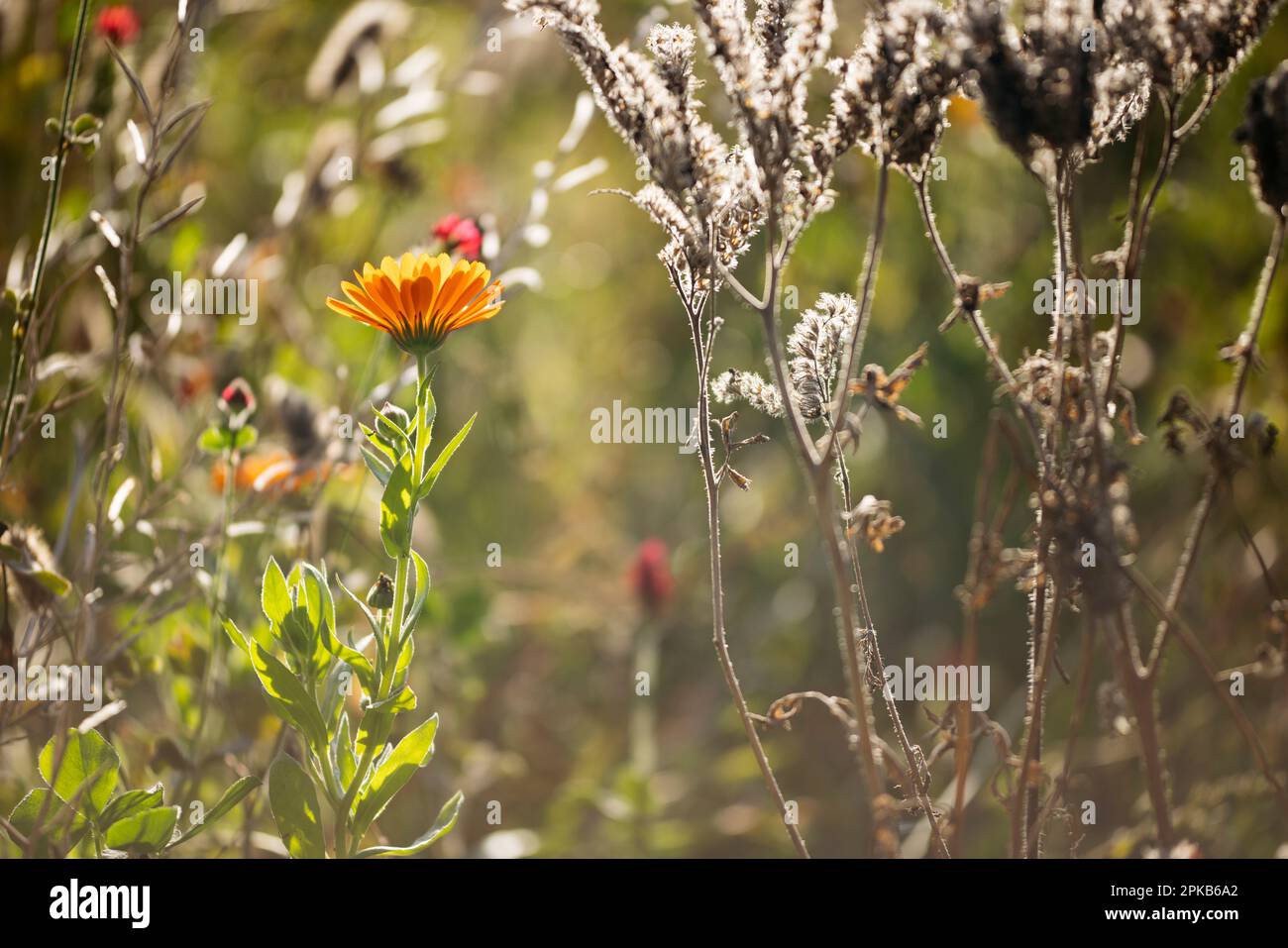Sommerwiesen mit Wildblumen im Herbst Stockfoto