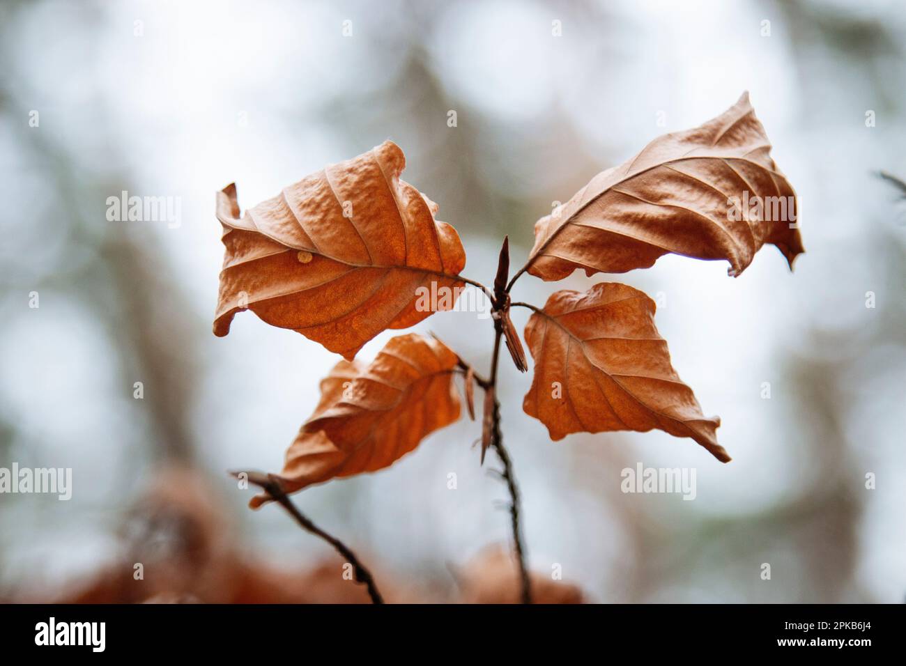 Furlbach Valley im Dezember mit Haarreis Stockfoto