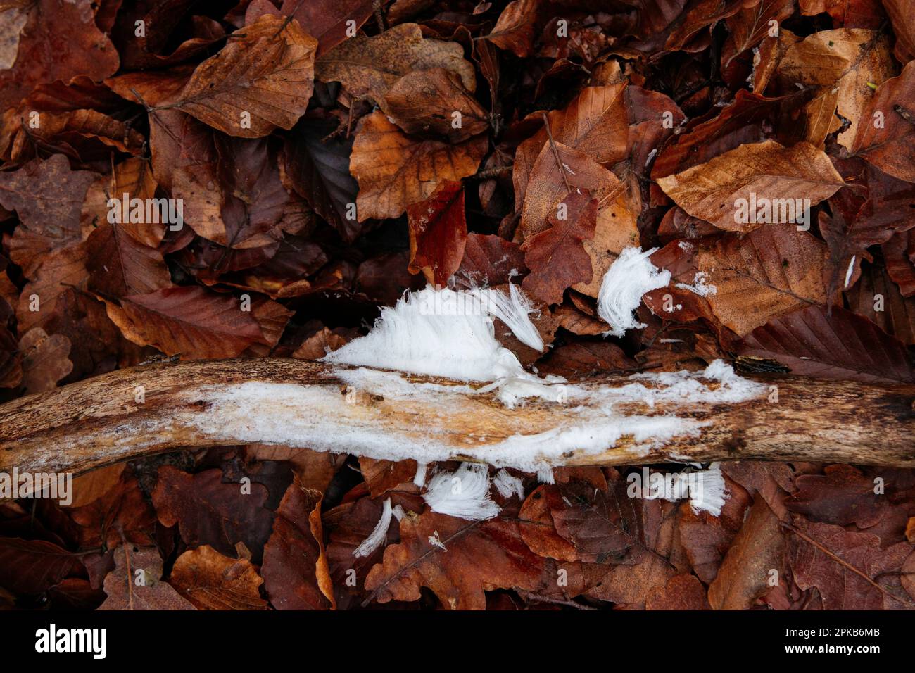 Furlbach Valley im Dezember mit Haarreis Stockfoto