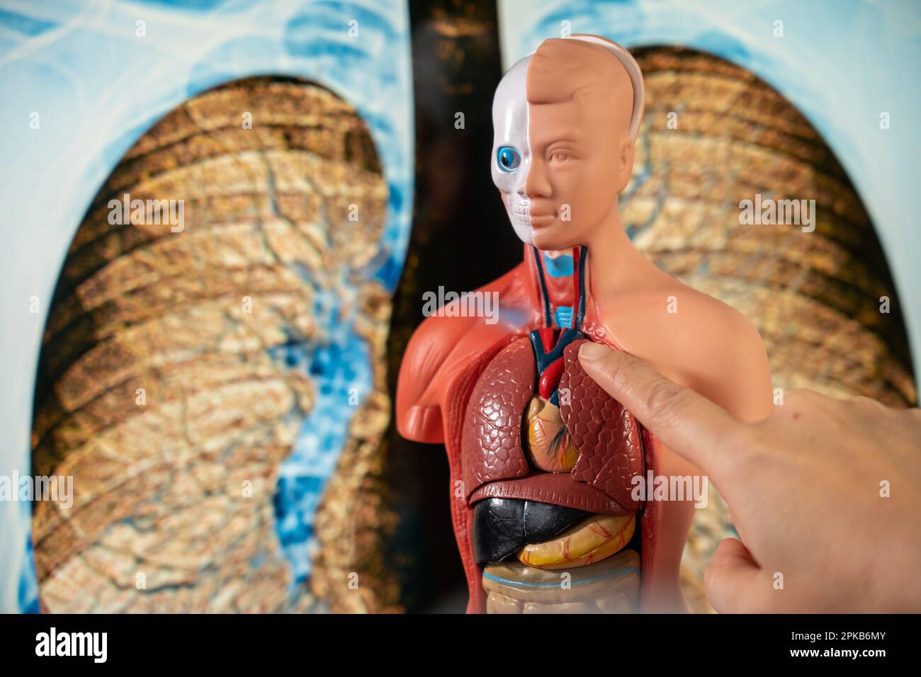 Anatomische Schaufensterpuppe zur Lehre menschlicher Organe. Stockfoto