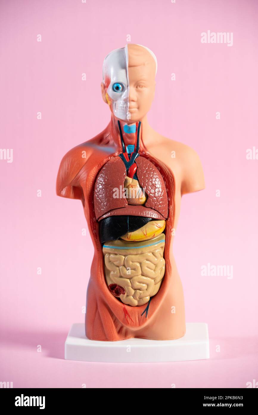 Anatomische Schaufensterpuppe zur Lehre menschlicher Organe. Stockfoto