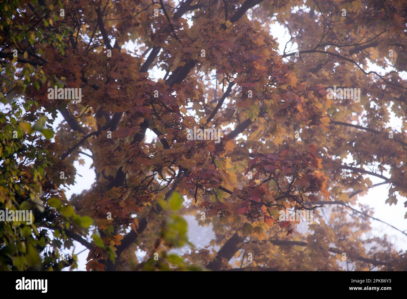 Gehen Sie an einem Herbsttag im Oktober mit Nebel Stockfoto