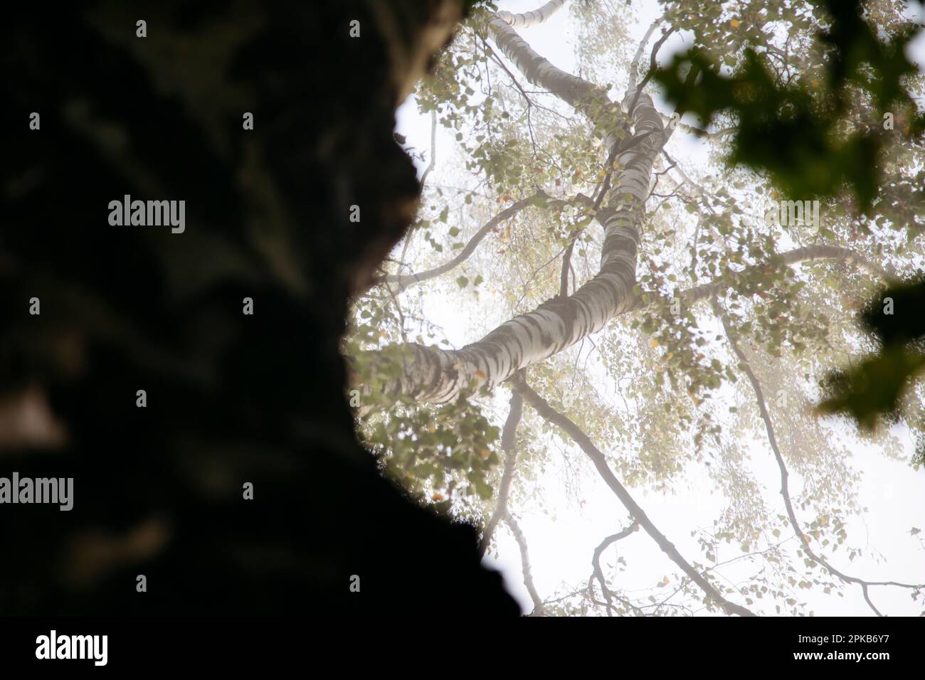 Gehen Sie an einem Herbsttag im Oktober mit Nebel Stockfoto