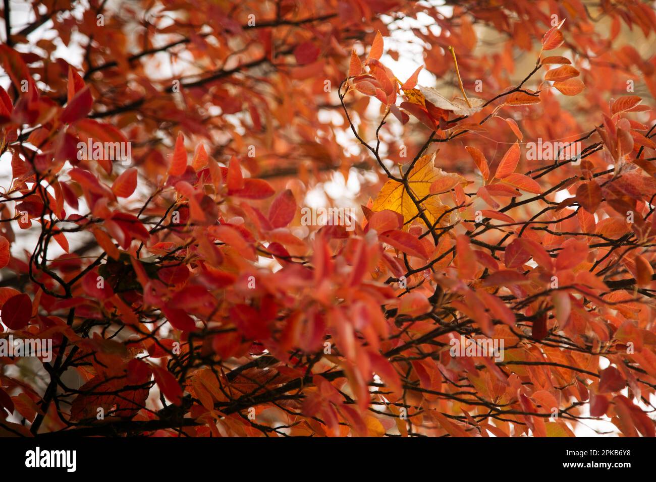 Gehen Sie an einem Herbsttag im Oktober mit Nebel Stockfoto