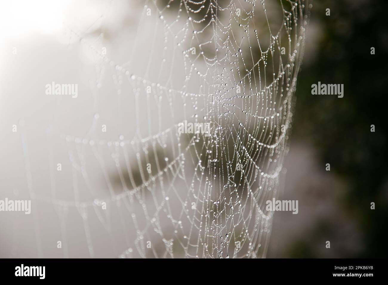 Gehen Sie an einem Herbsttag im Oktober mit Nebel Stockfoto