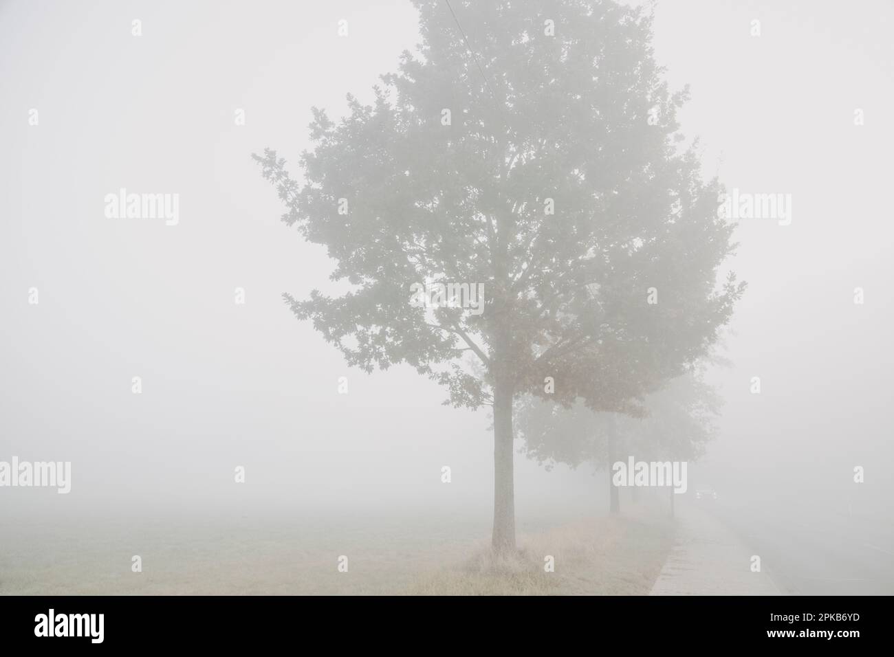 Gehen Sie an einem Herbsttag im Oktober mit Nebel Stockfoto