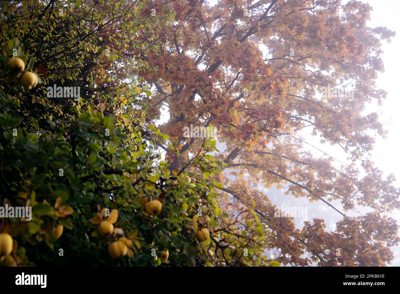 Gehen Sie an einem Herbsttag im Oktober mit Nebel Stockfoto