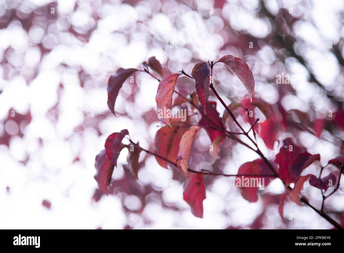 Gehen Sie an einem Herbsttag im Oktober mit Nebel Stockfoto