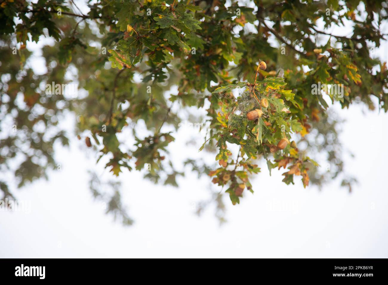 Gehen Sie an einem Herbsttag im Oktober mit Nebel Stockfoto