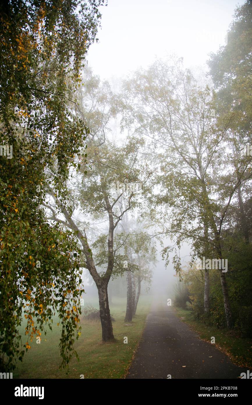 Gehen Sie an einem Herbsttag im Oktober mit Nebel Stockfoto