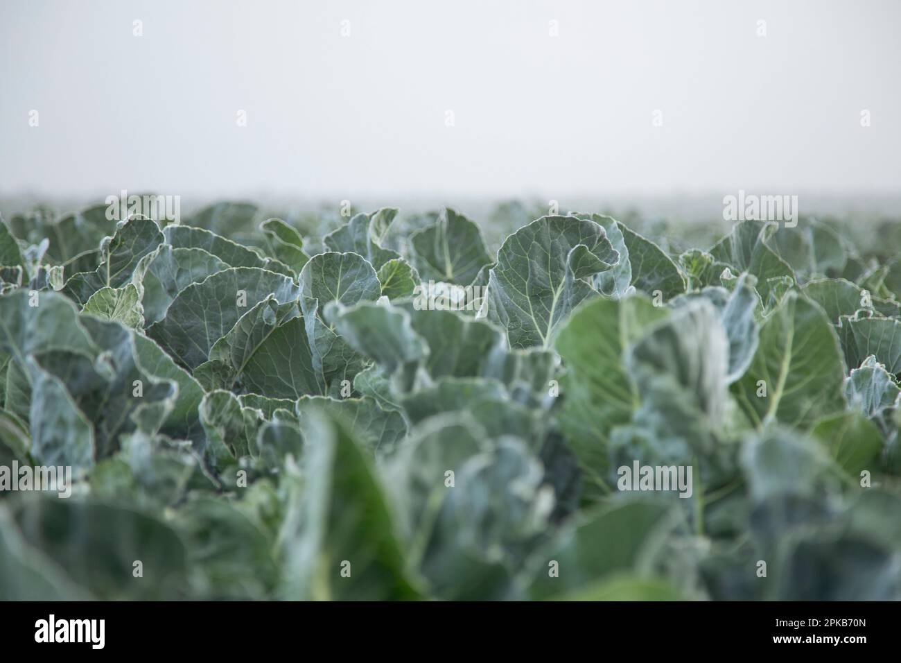 Gehen Sie an einem Herbsttag im Oktober mit Nebel Stockfoto