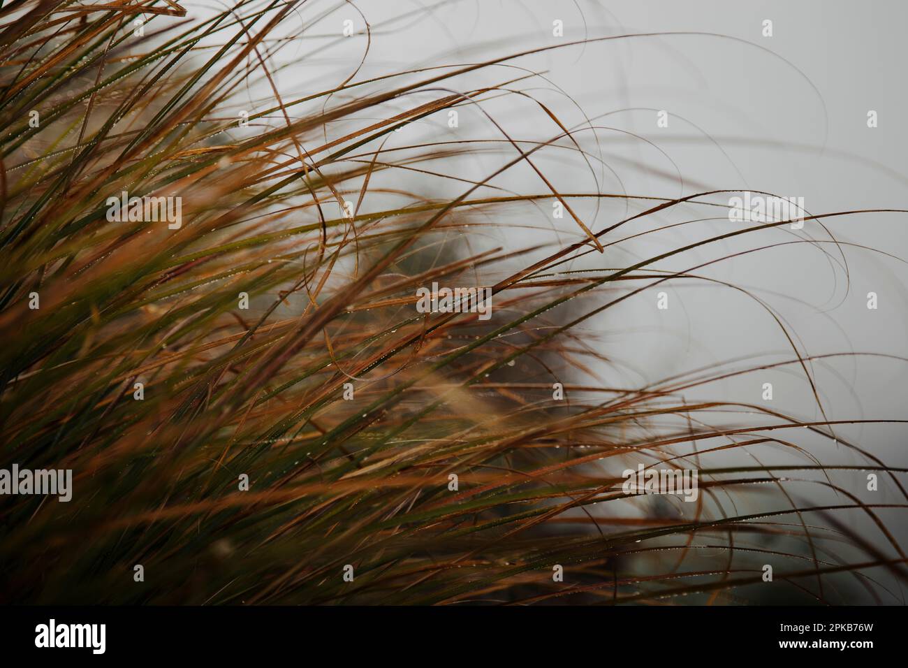 Gehen Sie an einem Herbsttag im Oktober mit Nebel Stockfoto