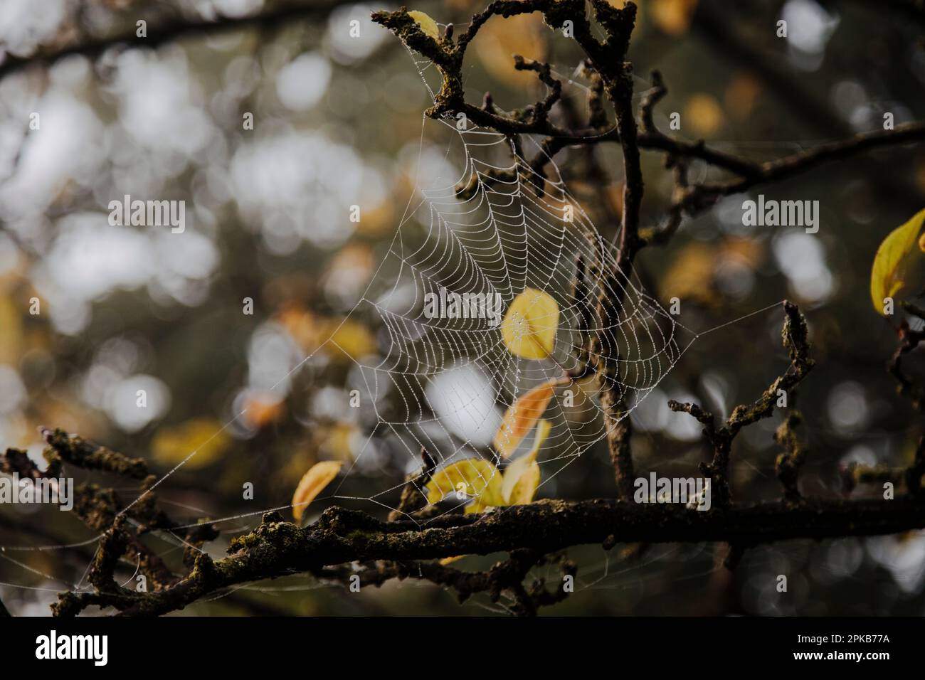 Gehen Sie an einem Herbsttag im Oktober mit Nebel Stockfoto