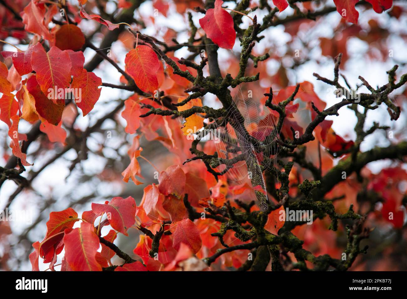 Gehen Sie an einem Herbsttag im Oktober mit Nebel Stockfoto