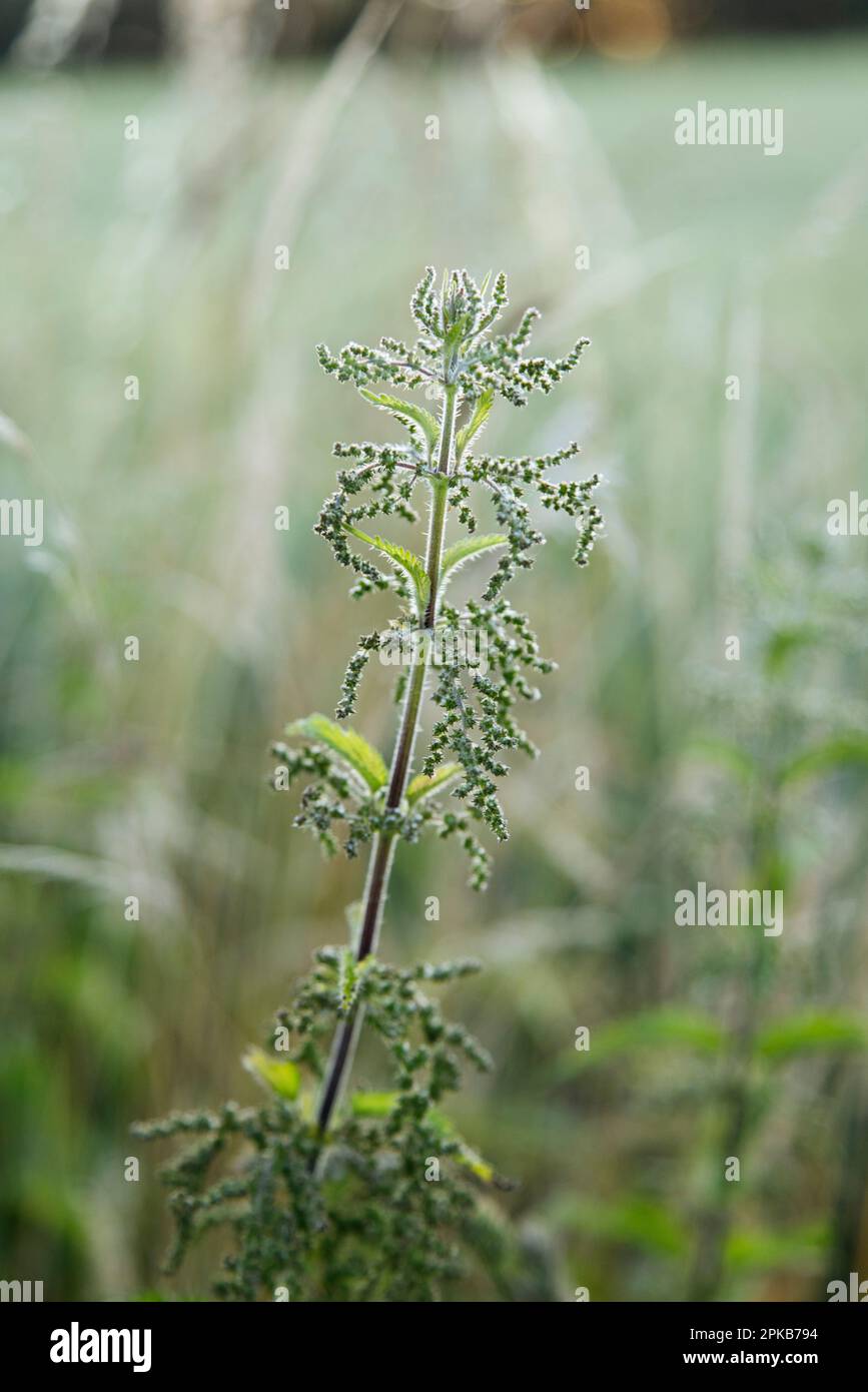 Brennnessel am Feldrand Stockfoto