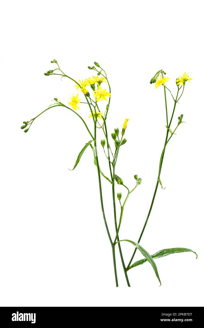 Zweig der Gemeinen Lampsane (lapsana communis) in Blüte auf weißem Hintergrund. Stockfoto