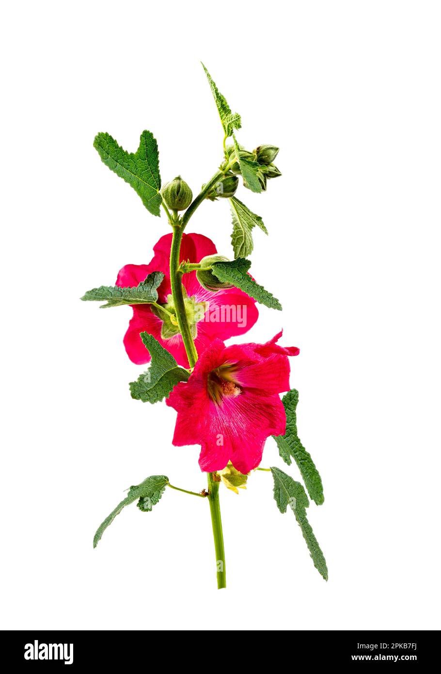 Hollyhock (alcea rosea) Zweig, rote Blume auf weißem Hintergrund Ausschnitt. Stockfoto