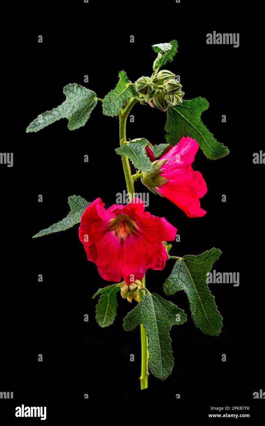 Hollyhock (alcea rosea) Zweig, rote Blume auf schwarzem Hintergrund Ausschnitt. Stockfoto