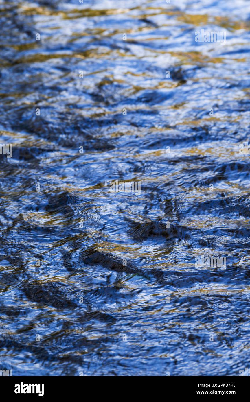 Fließendes Wasser und kleine Wellen der Vologne, gelbe Herbstblätter und blauer Himmel reflektiert auf der Wasseroberfläche, Vogesen, Frankreich Stockfoto