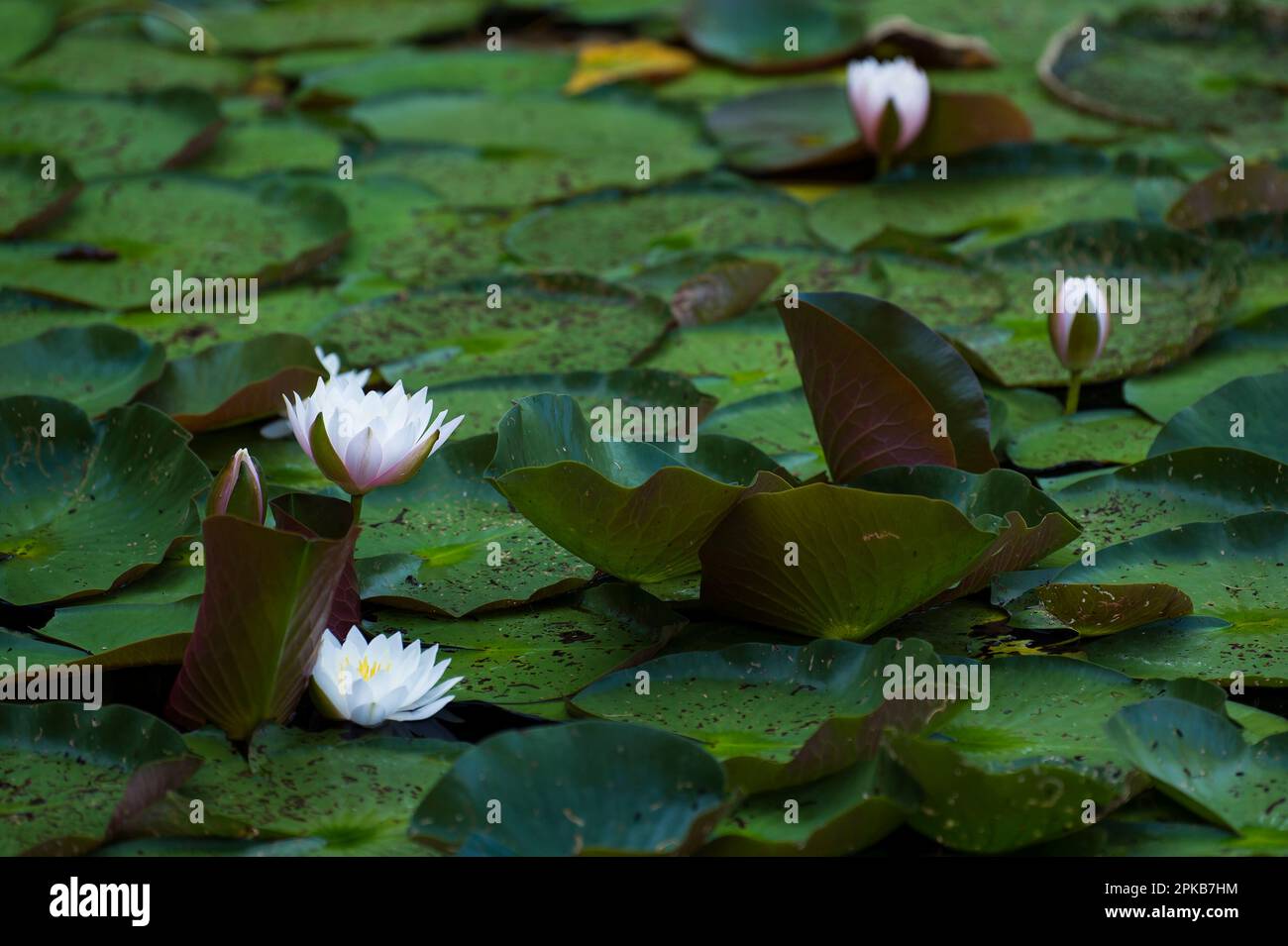 Wasserlilien, schwimmende Blätter bedecken die Wasseroberfläche des Silbersees bei Tringenstein, Siegbach, Naturpark Lahn-Dill-Bergland, Deutschland, Hessen Stockfoto