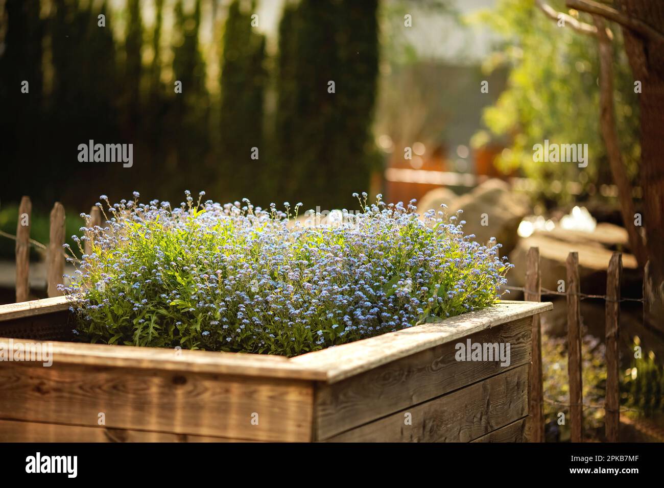 Vergessen-mich-Nonts in einem erhöhten Bett Stockfoto