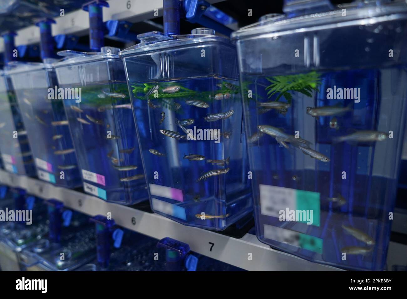 Studie über opportunistische Infektionen mit dem Burkholderia cepacia-Komplex mit Zebra-Fischembryonen. Stockfoto