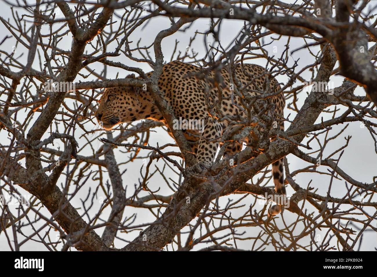 Leopard, der sich vor hungrigen Löwen versteckt Stockfoto