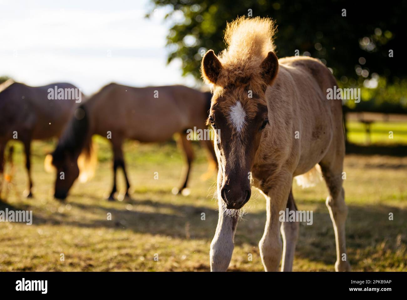 Islandpferde in der untergehenden Sommersonne Stockfoto