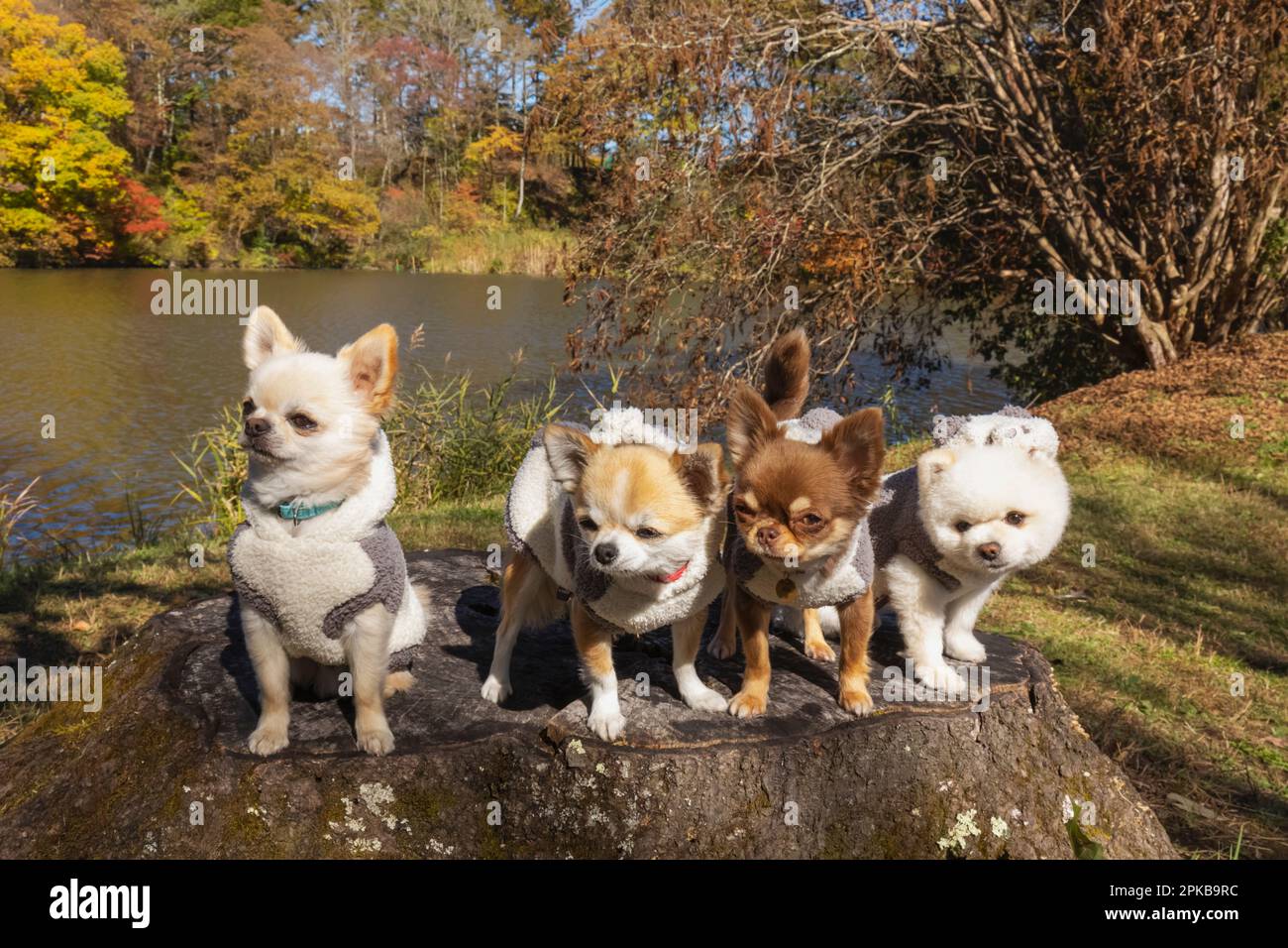 Japan, Honshu, Präfektur Nagano, Karuizawa, Shiozawa-See, Gruppe süßer kleiner Hunde Stockfoto