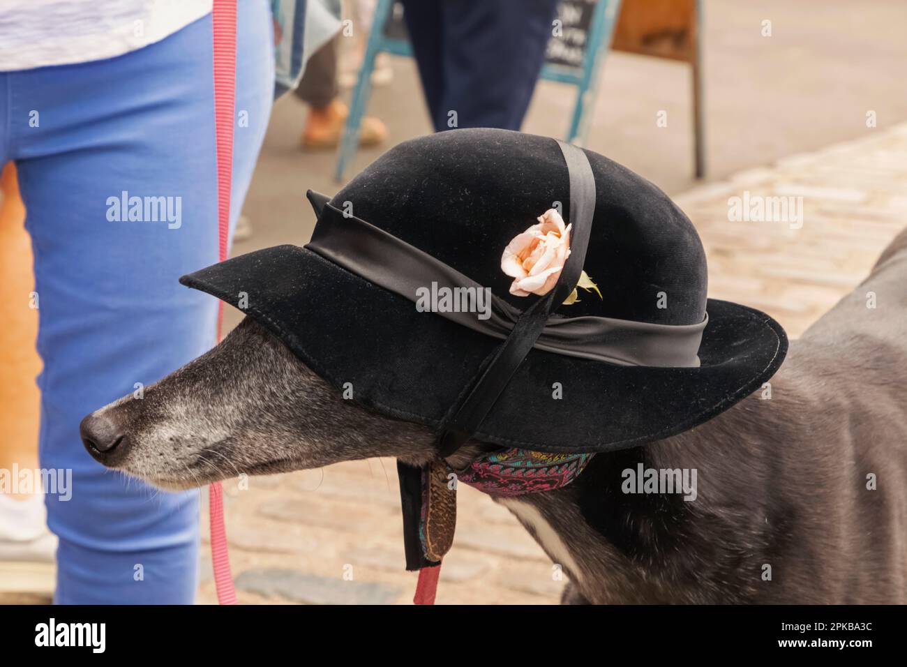 England, Dorset, Bridport, das jährliche Bridport hat Festival, Windhund mit Hut Stockfoto