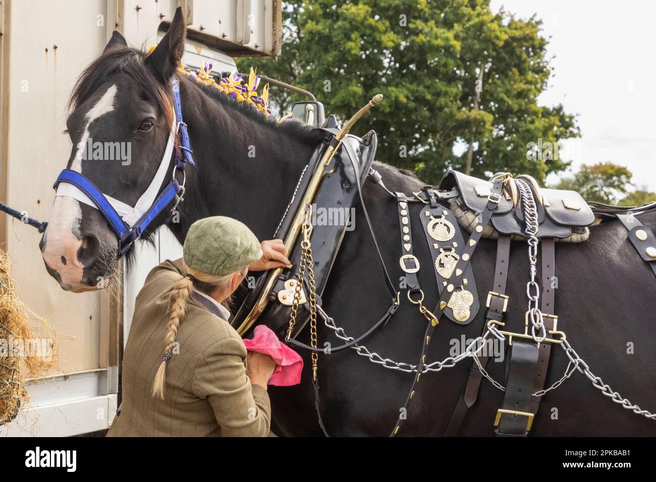 England, Dorset, Shaftesbury, die jährliche Wessex Heavy Horse Show und Country Fair, Frau Polishing Messingwaren auf Heavy Horse in Vorbereitung auf die Show Stockfoto