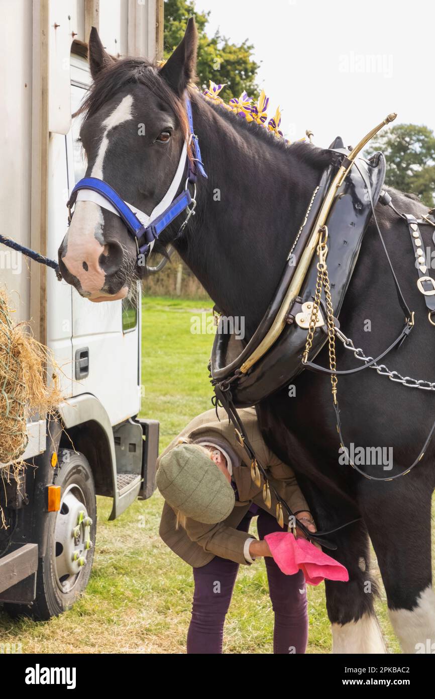 England, Dorset, Shaftesbury, die jährliche Wessex Heavy Horse Show und Country Fair, Frau Polishing Messingwaren auf Heavy Horse in Vorbereitung auf die Show Stockfoto