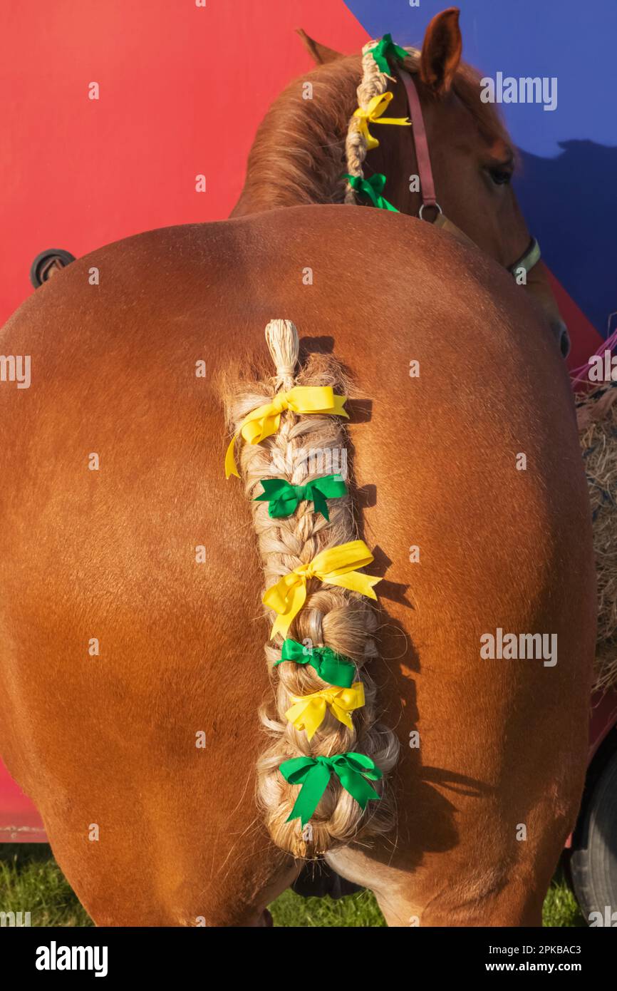 England, Dorset, Shaftesbury, die jährliche Wessex Heavy Horse Show und Country Fair, Detail von Heavy Horse Fleited Tail Stockfoto