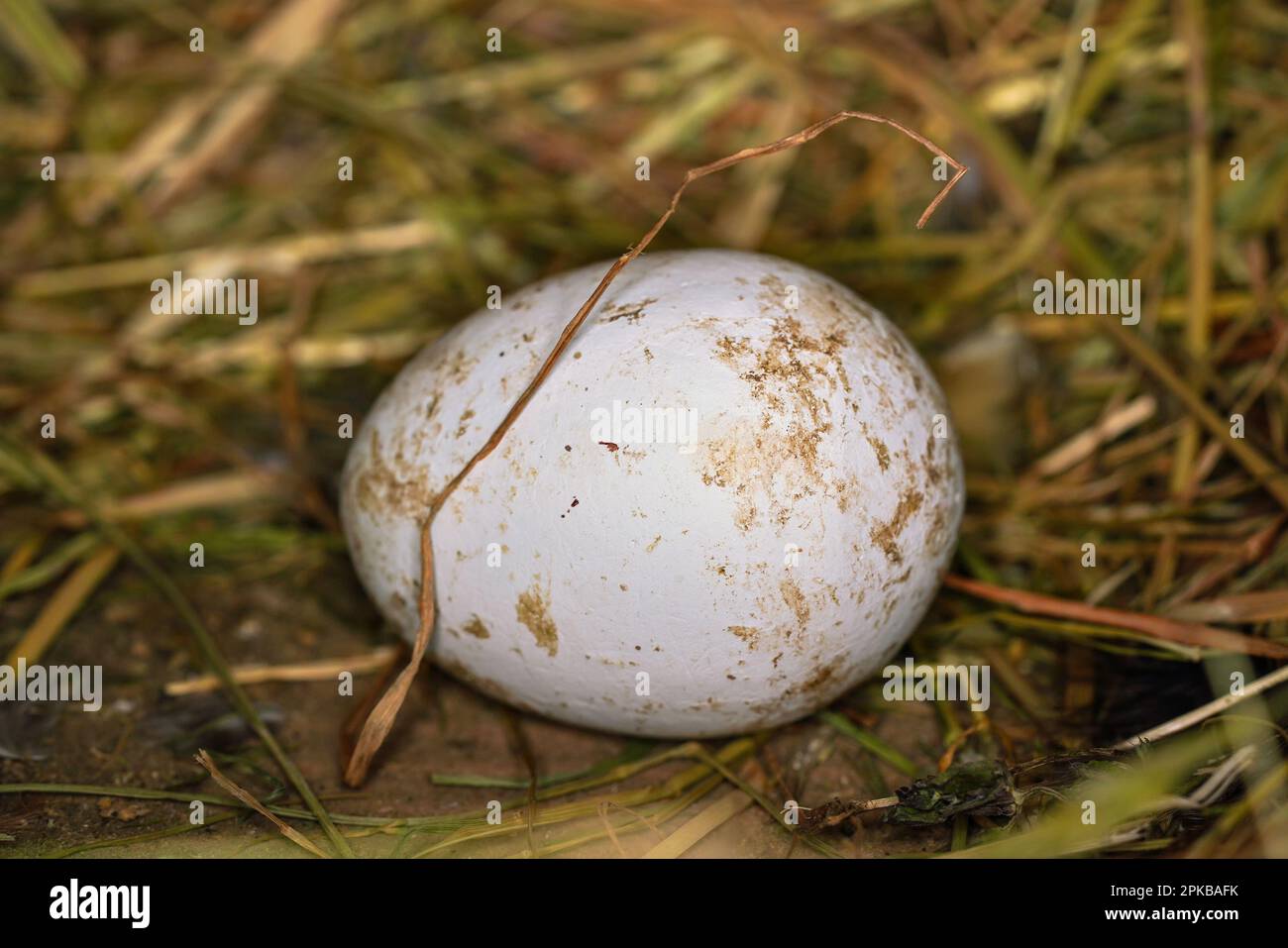 Frisch verlegtes weißes Ei, Stroh und Gras - Nahaufnahme im Hühnerstall Stockfoto