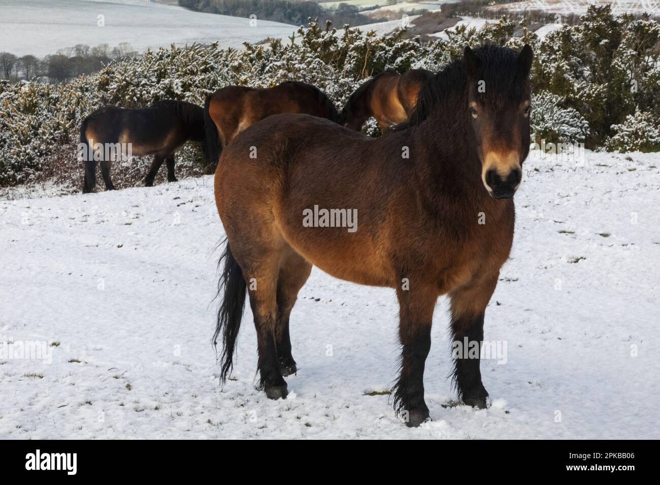 England, Dorset, verschneite Winterszene mit Feldern und Ponys in der Nähe des Thomas Hardy Monuments Stockfoto