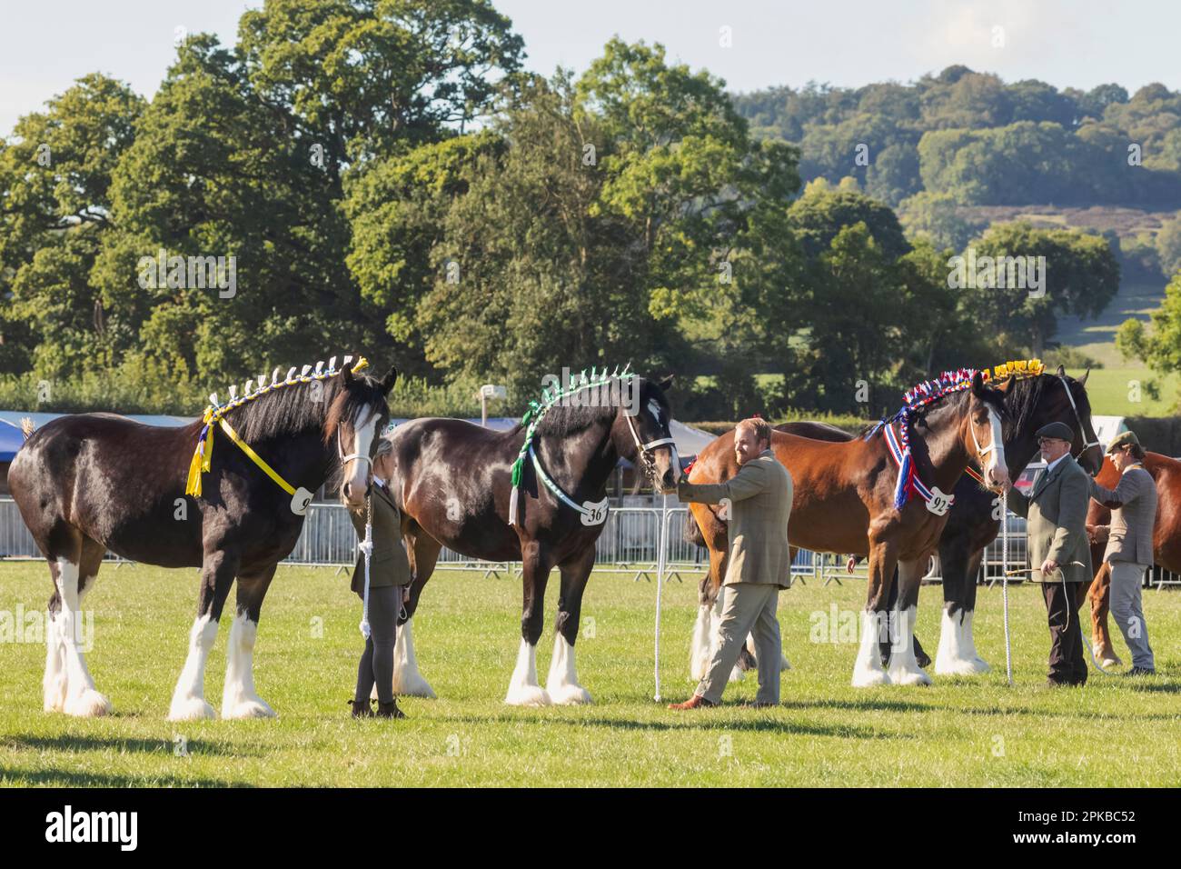 England, Dorset, Shaftesbury, die jährliche Wessex Heavy Horse Show und Country Fair, Heavy Horse Jurging Stockfoto