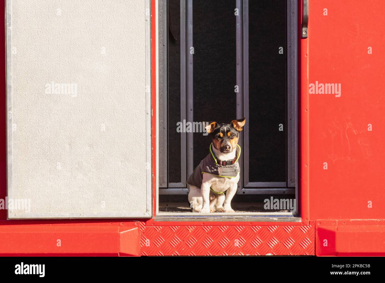 Hund im anhänger -Fotos und -Bildmaterial in hoher Auflösung – Alamy