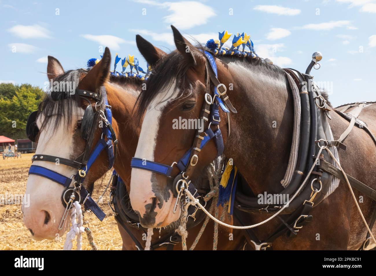 England, Dorset, die jährliche Great Dorset Steam Fair in Tarrant Hinton bei Blandford Forum, Portrait von zwei Pferden Stockfoto