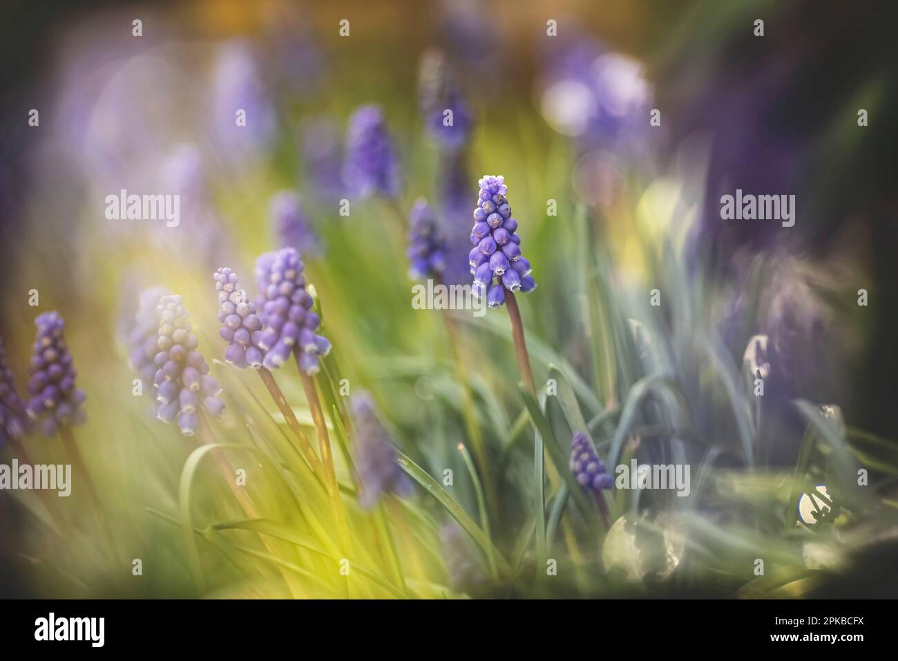 Traubenhyazinthen, Muscari Armeniacum Stockfoto