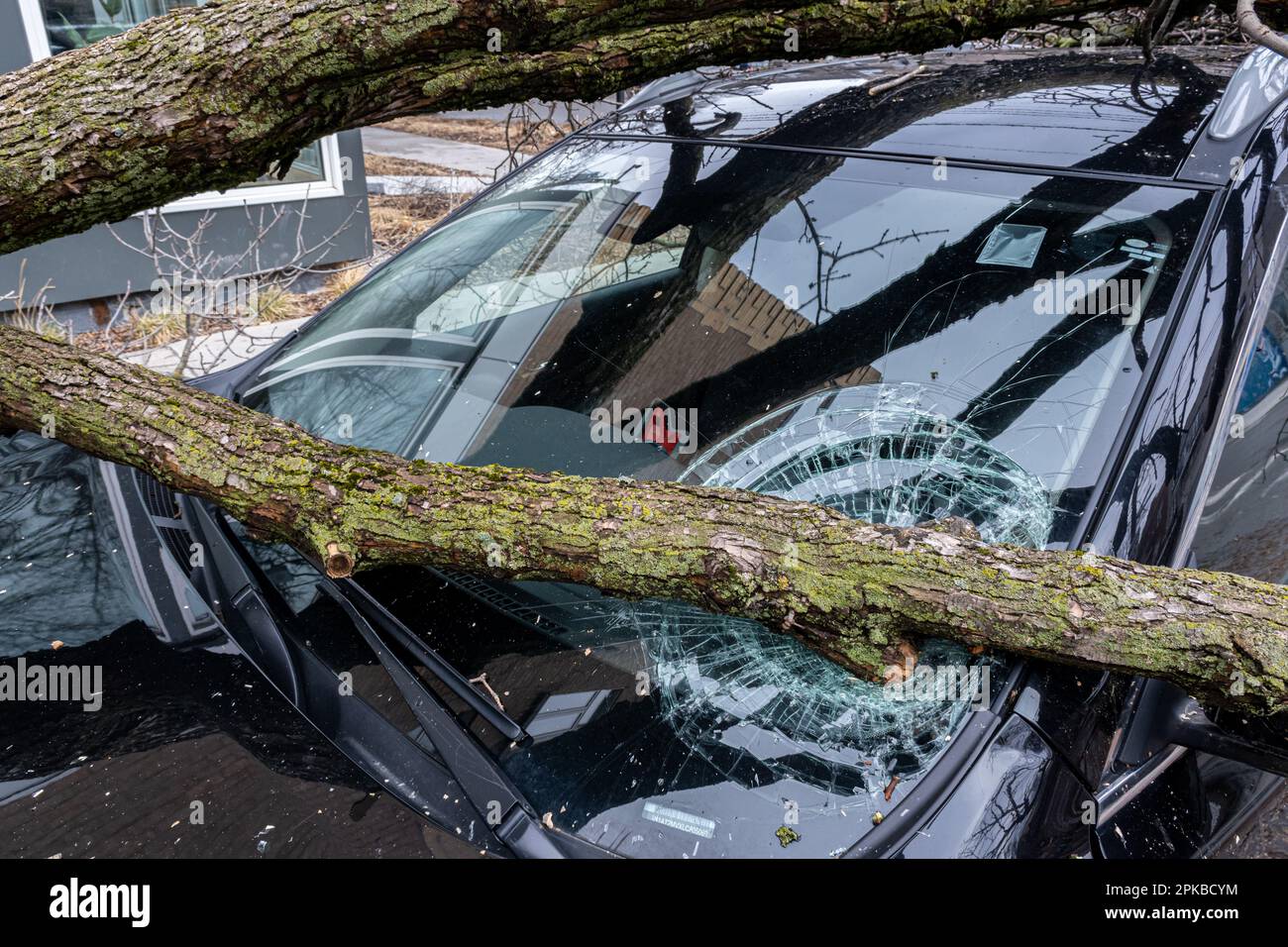 Montreal, KANADA - 6. April 2023: Der eiskalte Regensturm brach einen Baum ein, der auf eine Windschutzscheibe fiel Stockfoto