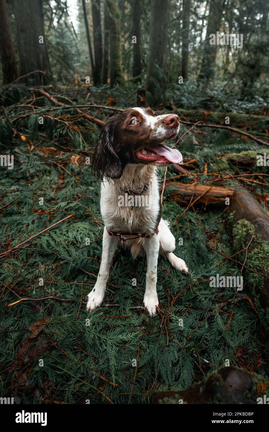 Englischer Springer Spaniel Welpe, der während des Hundetrainings glücklich in nassgrünen Waldlandschaften sitzt Stockfoto