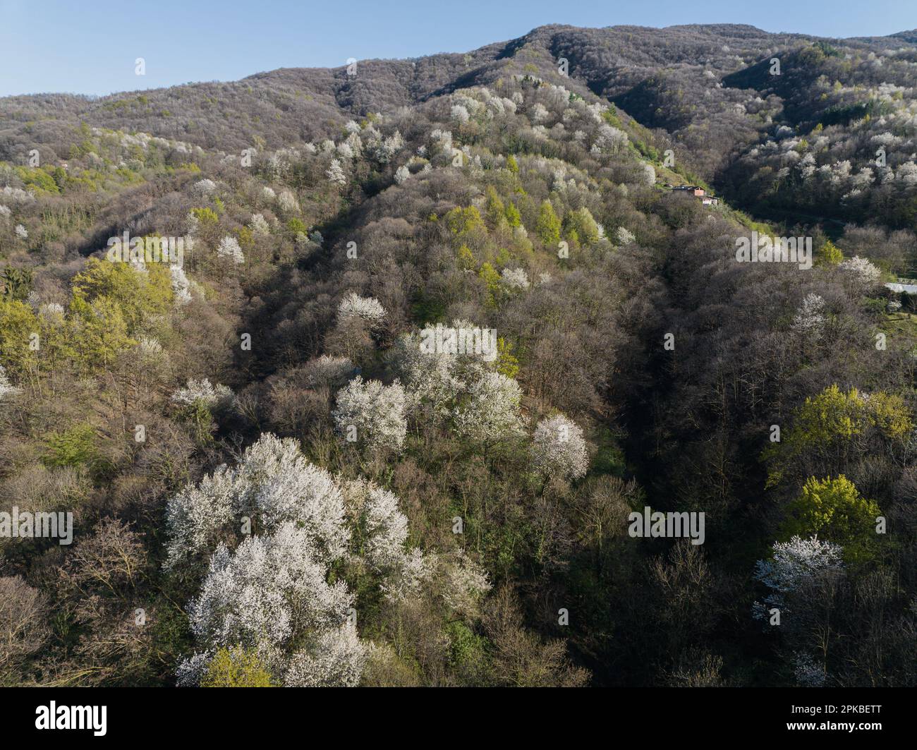 Luftaufnahme von blühenden Bäumen in einem Bergwald. Frühling in der Natur. Stockfoto