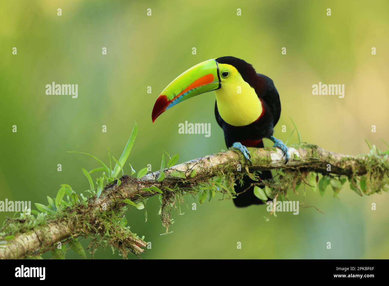 Kielschnabel-Toucan, Ramphastos sulfuratus, sitzt auf dem Ast im Wald, Boca Tapada, grüne Vegetation, Costa Rica. Stockfoto