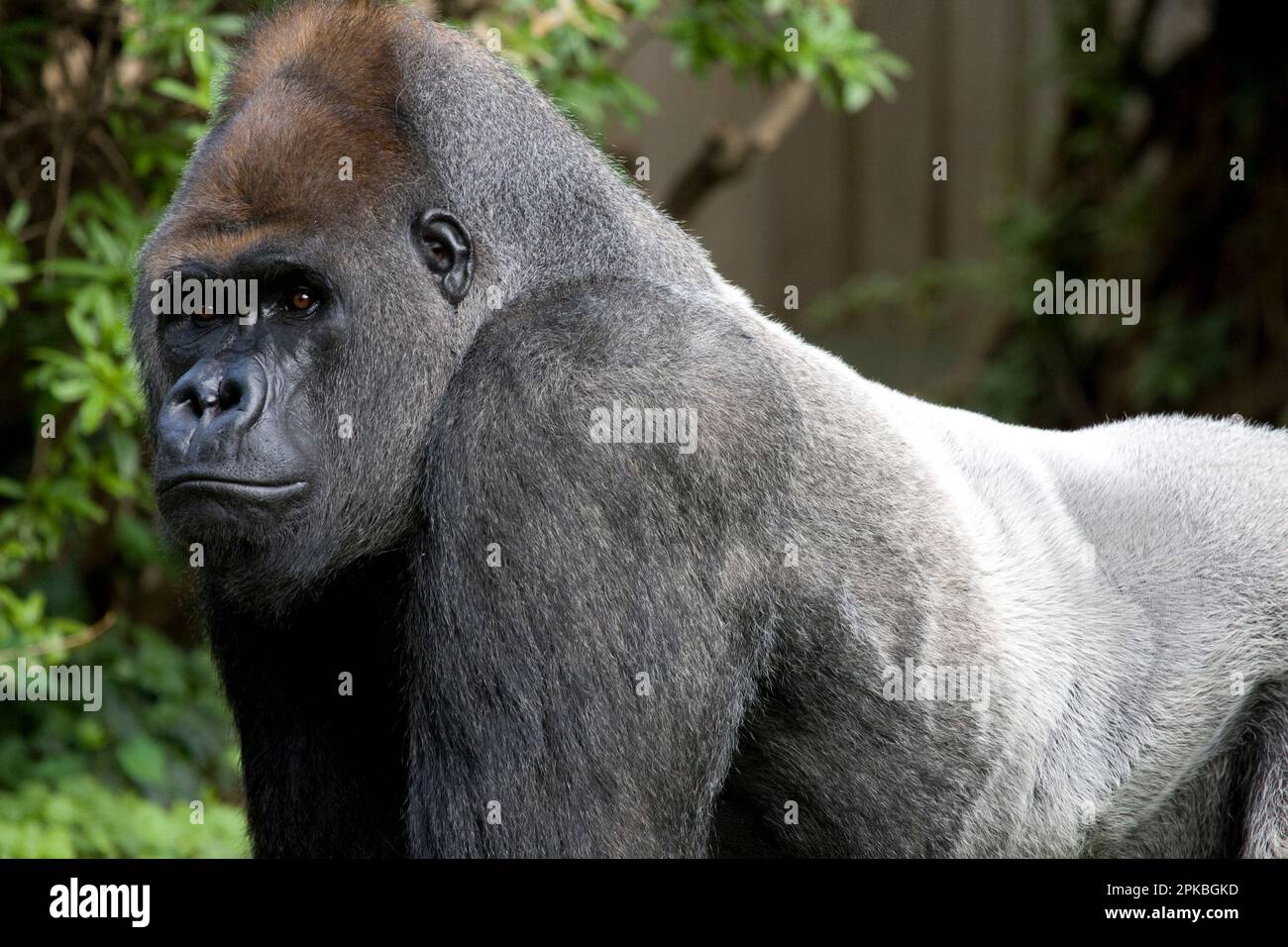 Ein erwachsener männlicher Lowland Gorilla oder Western Gorilla, Smithsonian National Zoological Park, Washington, DC, USA Stockfoto