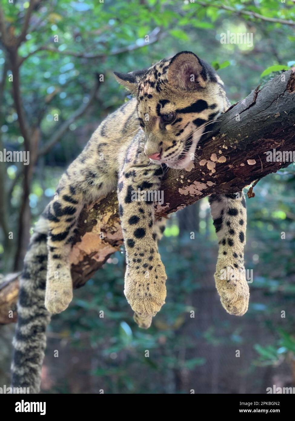 Ein bewölktes Leopardenjunges in einem Baum, Smithsonian's National Zoo, Washington, DC, USA Stockfoto