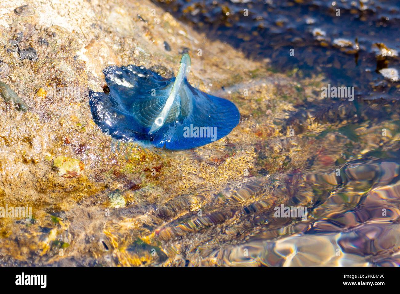 Velella Velella, auch bekannt als „by the Wind-Sailors“, am Strand in Malibu, Kalifornien, USA Stockfoto