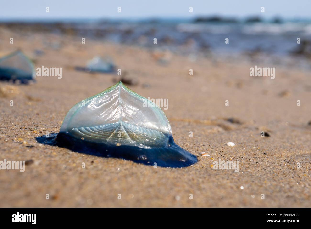 Velella Velella, auch bekannt als „by the Wind-Sailors“, am Strand in Malibu, Kalifornien, USA Stockfoto