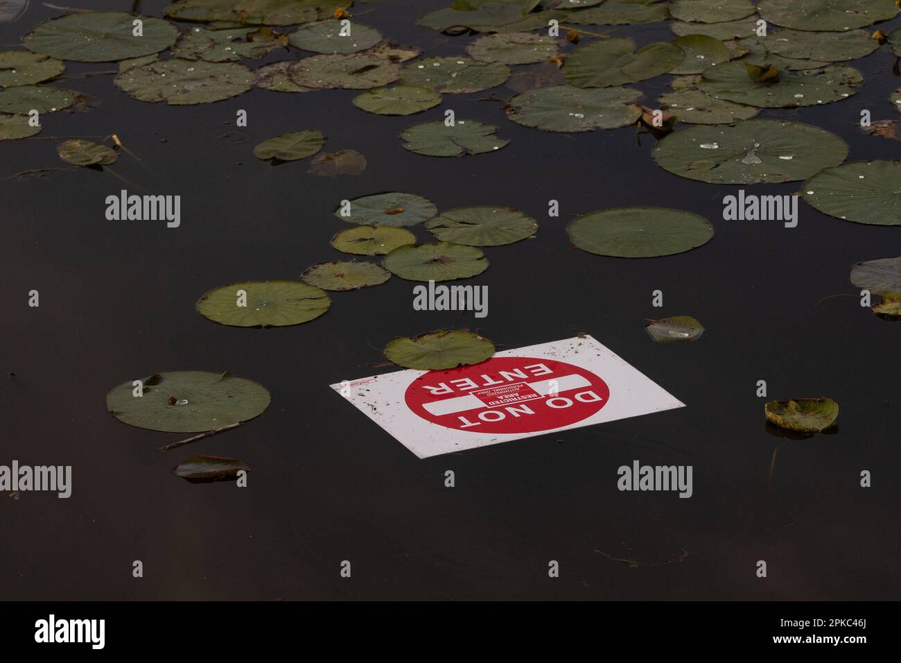 Ein Schild mit der Aufschrift „nicht betreten“ schwimmt auf dem Wasser des Sees inmitten des Unkrauts als Folge des Hurrikans in Florida, ein ungewöhnliches Schild Stockfoto