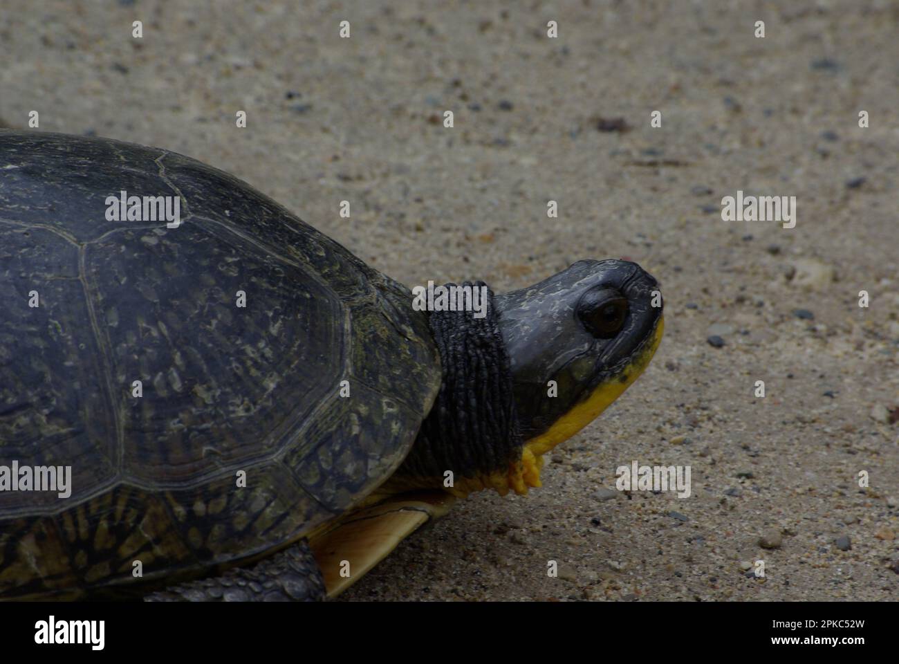 Blanding's Turtle auf der Straße im Cheboygan State Park, Cheboygan Michigan Stockfoto