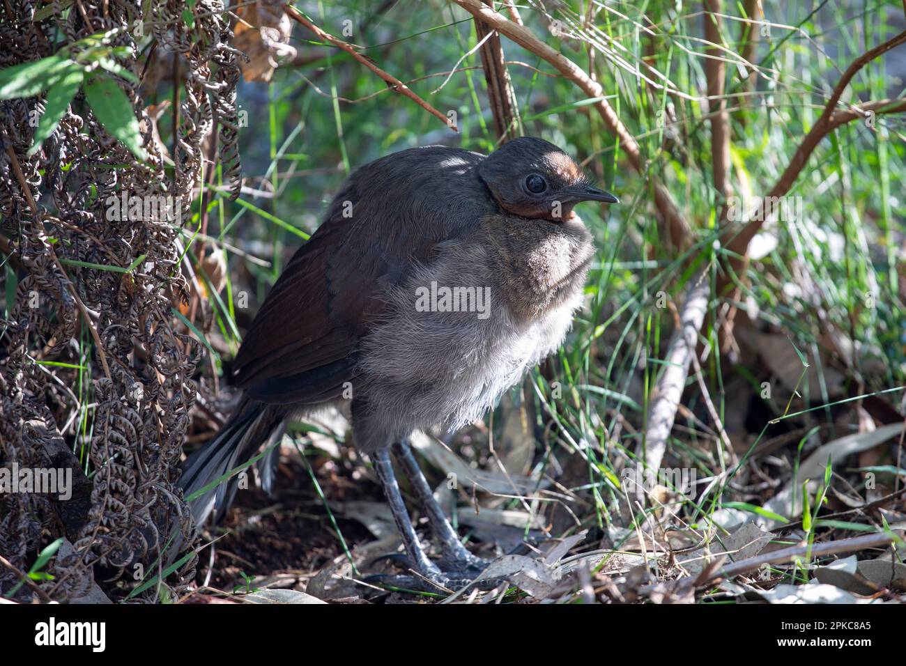 Baby-Lyrebird steht im Unterholz mit Daunenfedern, Seitenansicht. Stockfoto